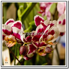 Orchidées 03