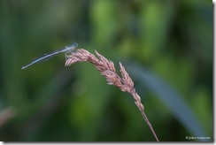 Sortie Focus - IMG_3068 - 22 juin 2016